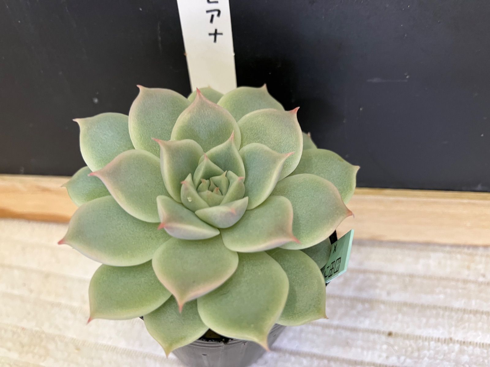 臼田リンゼアナ×ラパス 札なし ポットごと 第四種郵便 - メルカリ