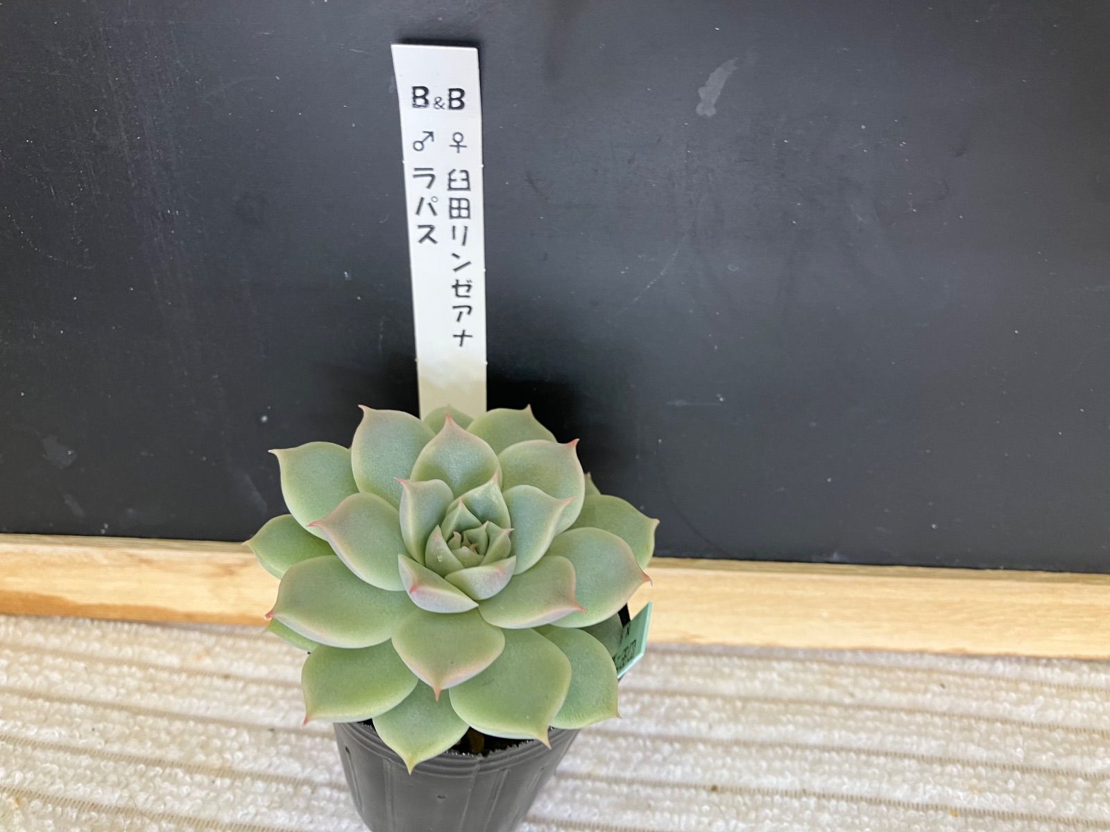 臼田リンゼアナ×ラパス 札なし ポットごと 第四種郵便 - メルカリ