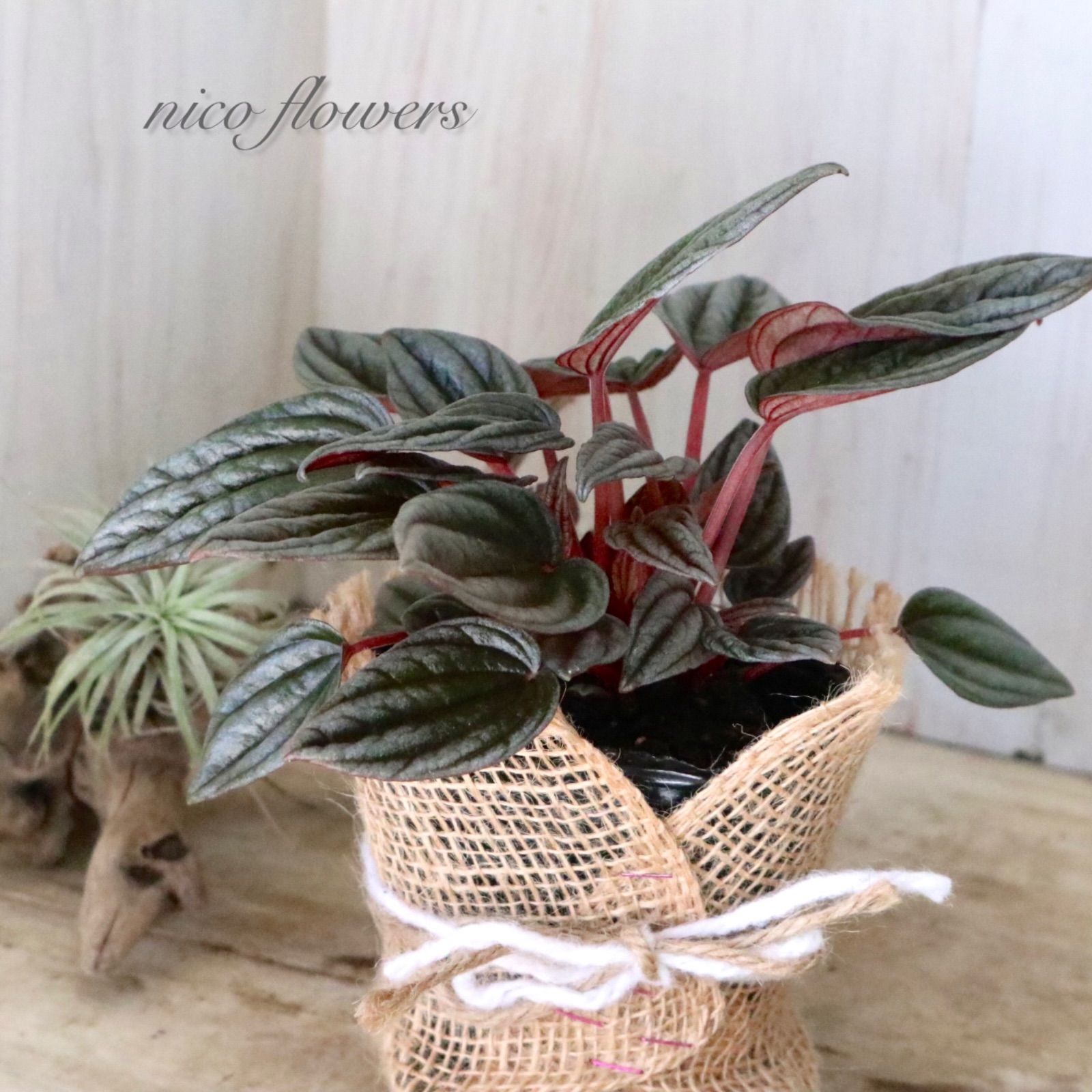 ペペロミア♡カペラータ♡銀河♡チヂミ♡ - メルカリ