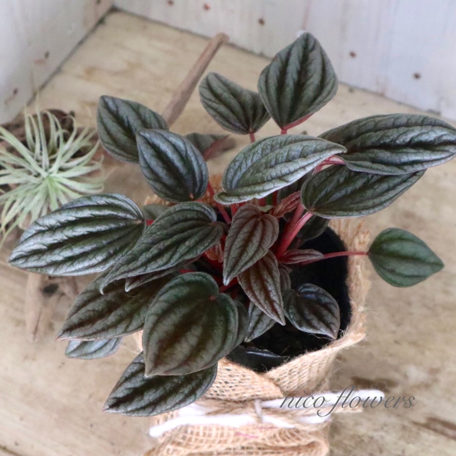 ペペロミア♡カペラータ♡銀河♡チヂミ♡ - メルカリ