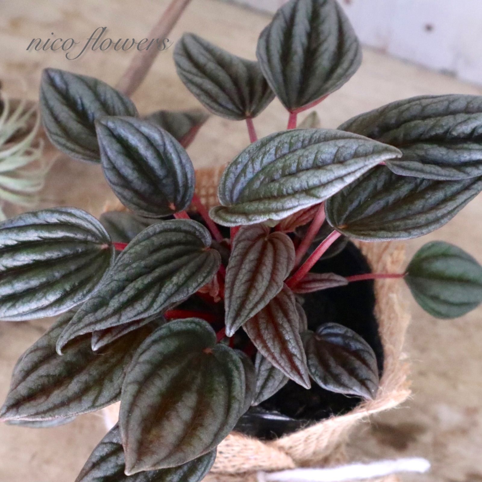 ペペロミア♡カペラータ♡銀河♡チヂミ♡ - メルカリ