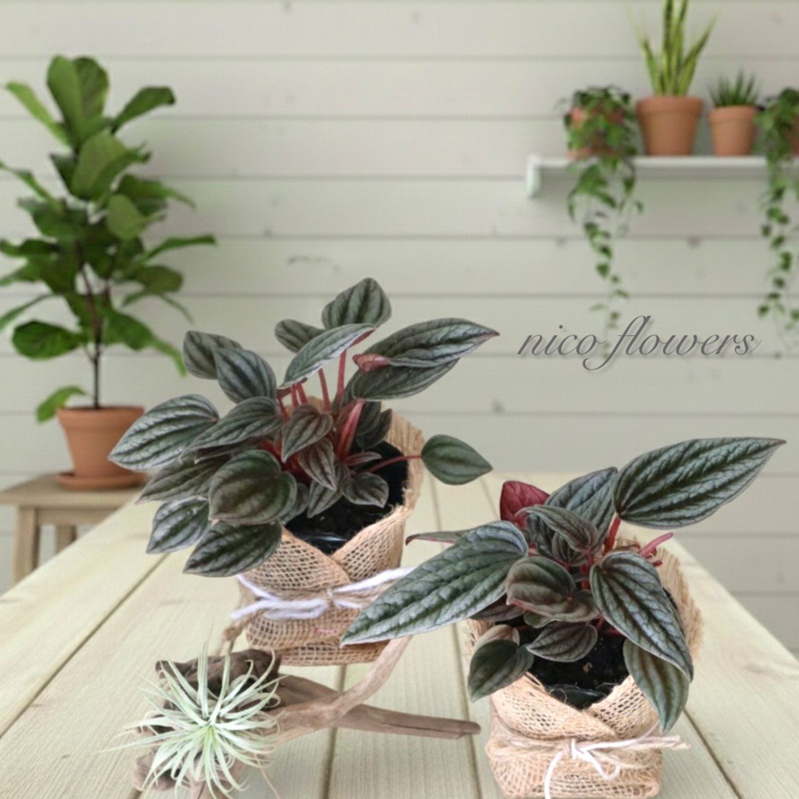 ペペロミア♡カペラータ♡銀河♡チヂミ♡ - メルカリ