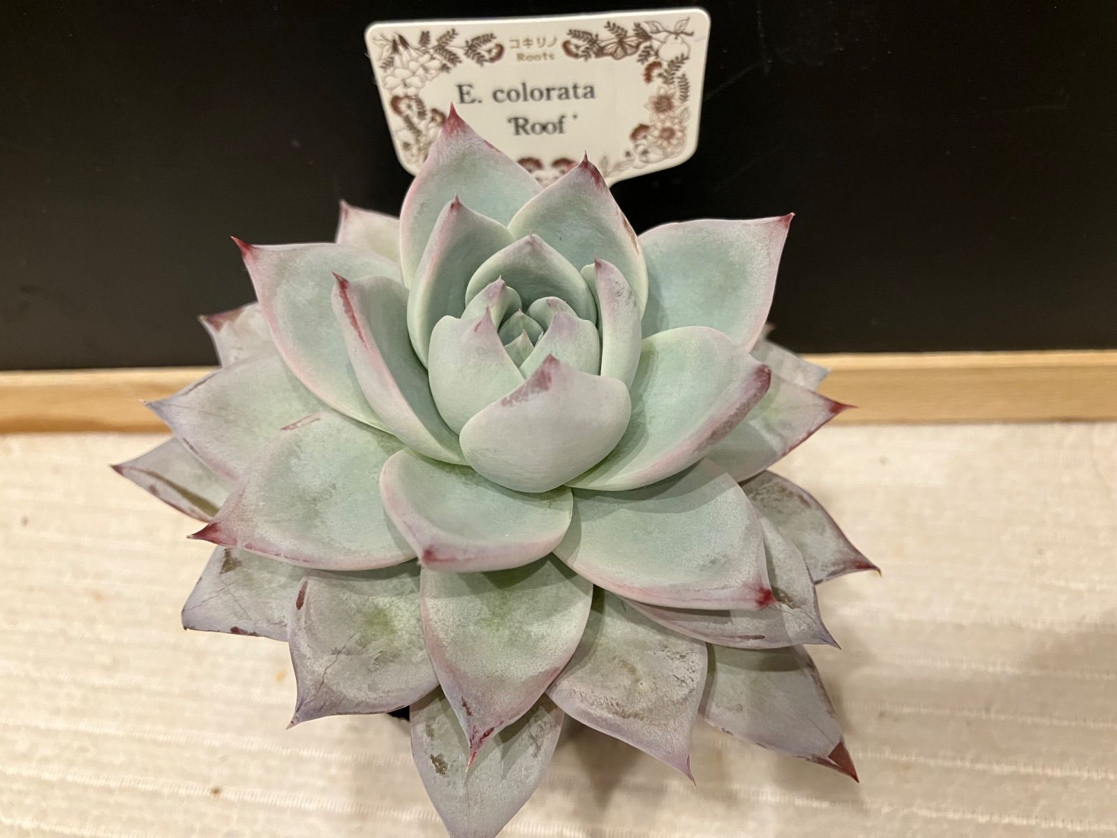 6.【札付き】コロラータルーフ×臼田リンゼアナ コキリノさん 多肉植物