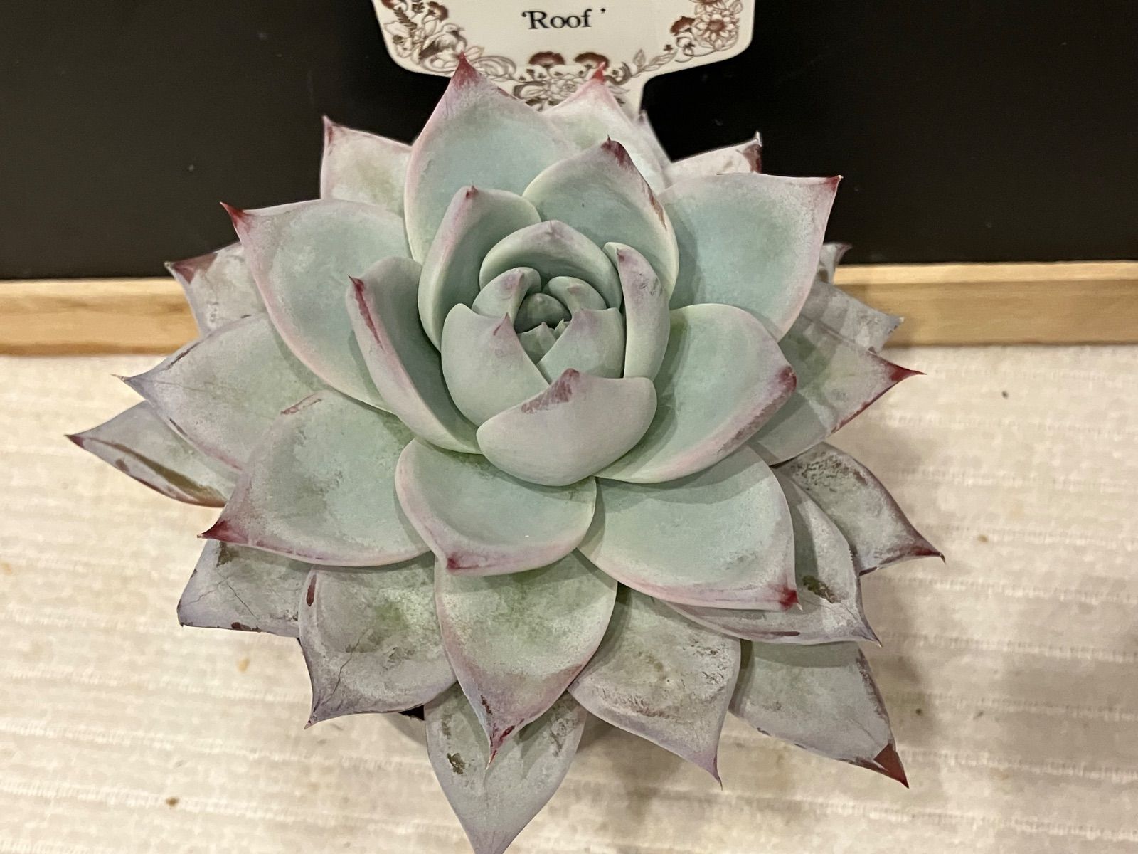 コキリノさん苗 コロラータルーフ E.colorata'Roof' 札なし 抜き苗 第