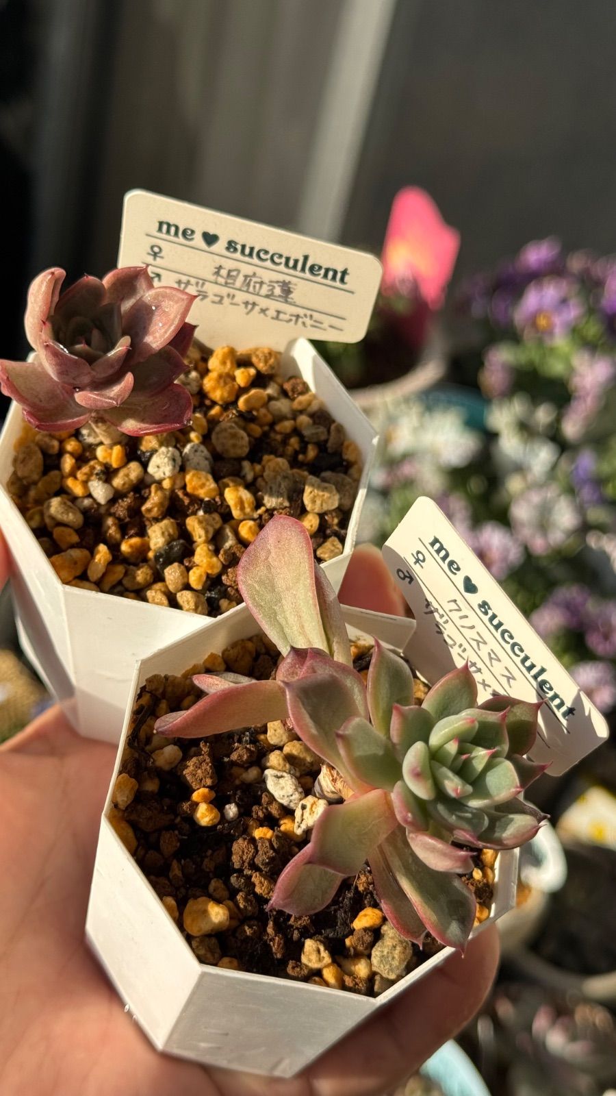 多肉植物 訳ありセット 札付き - メルカリ