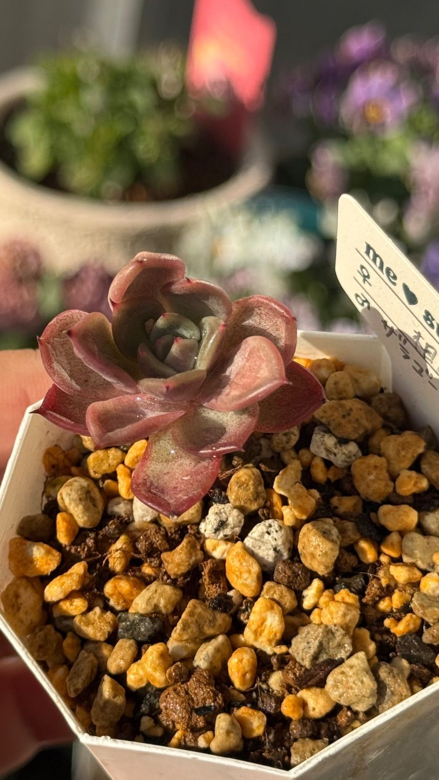 多肉植物　まとめ売り（札付き） 多肉植物 訳ありセット 札付き - メルカリ