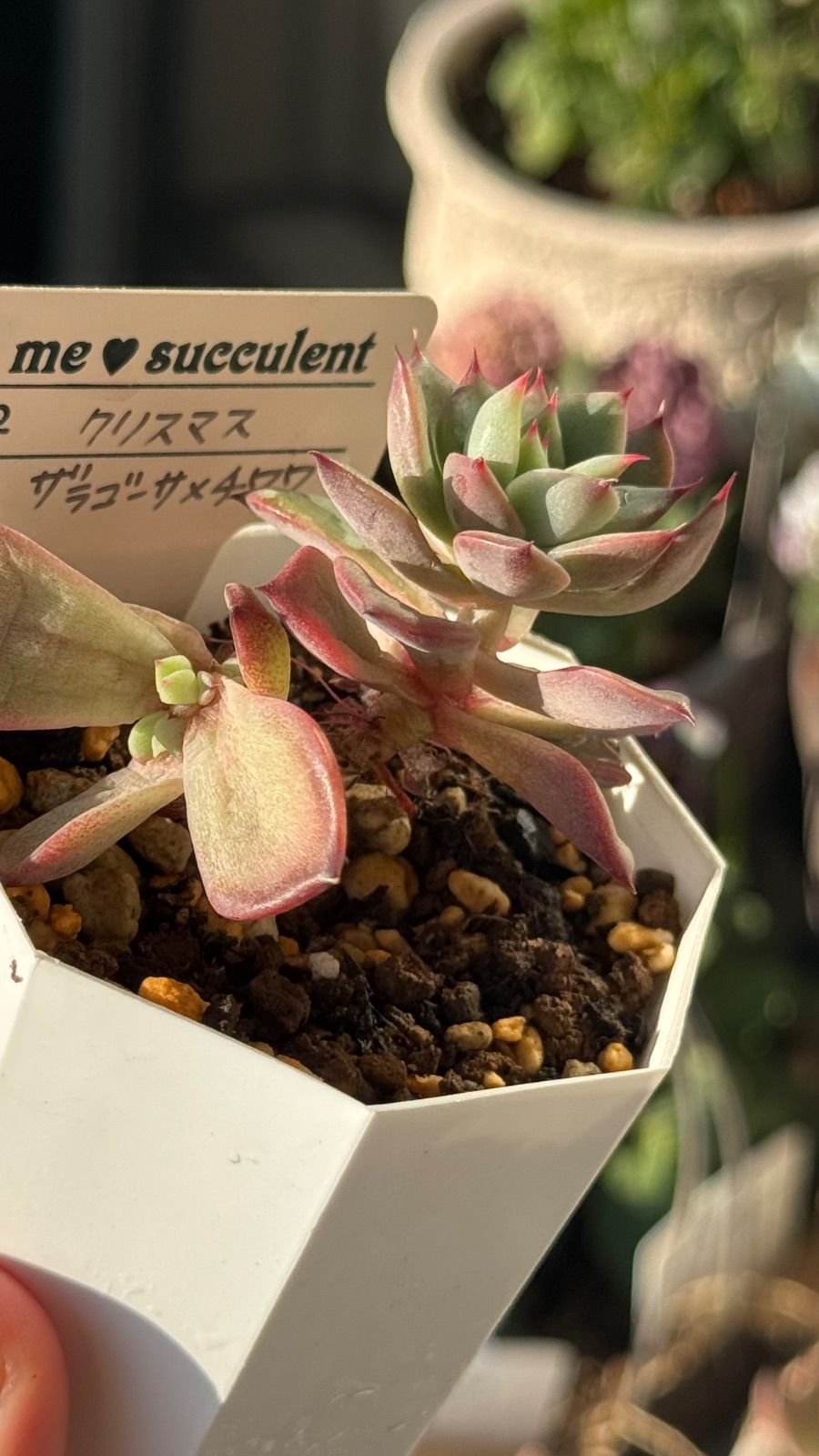 多肉植物 訳ありセット 札付き - メルカリ