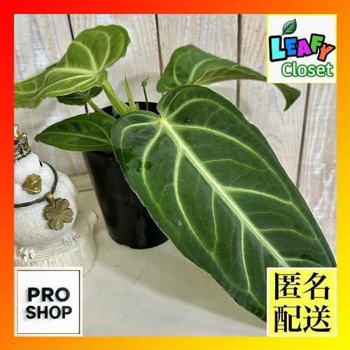 観葉植物 アンスリウム ヴィレナオルム 3号ロング硬質(個体おまかせ1鉢