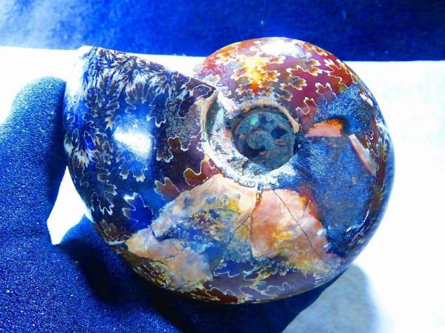 数万個の中の一個☆天然マダガスカル産 ☆ 縫合線オパールアンモナイト