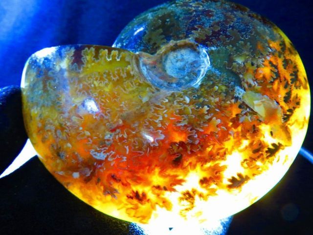 数万個の中の一個☆天然マダガスカル産 ☆ 縫合線オパールアンモナイト