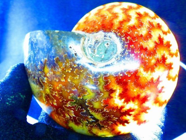 数万個の中の一個☆天然マダガスカル産 ☆ 縫合線オパールアンモナイト