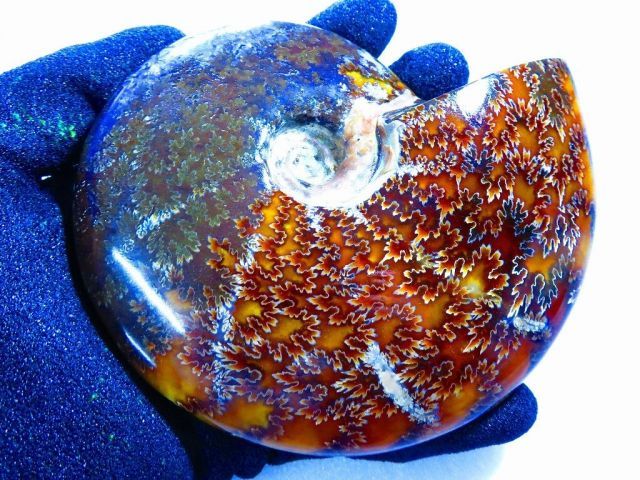 数万個の中の一個☆天然マダガスカル産 ☆ 縫合線オパールアンモナイト