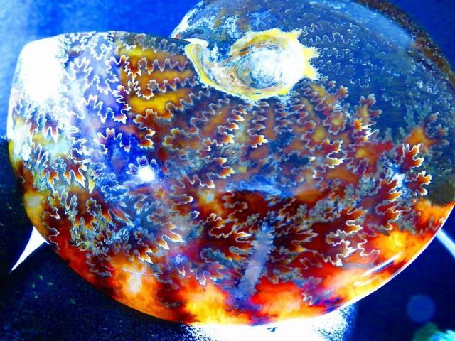 マダガスカル産 アンモナイト（カット＆磨き） | 鉱物標本