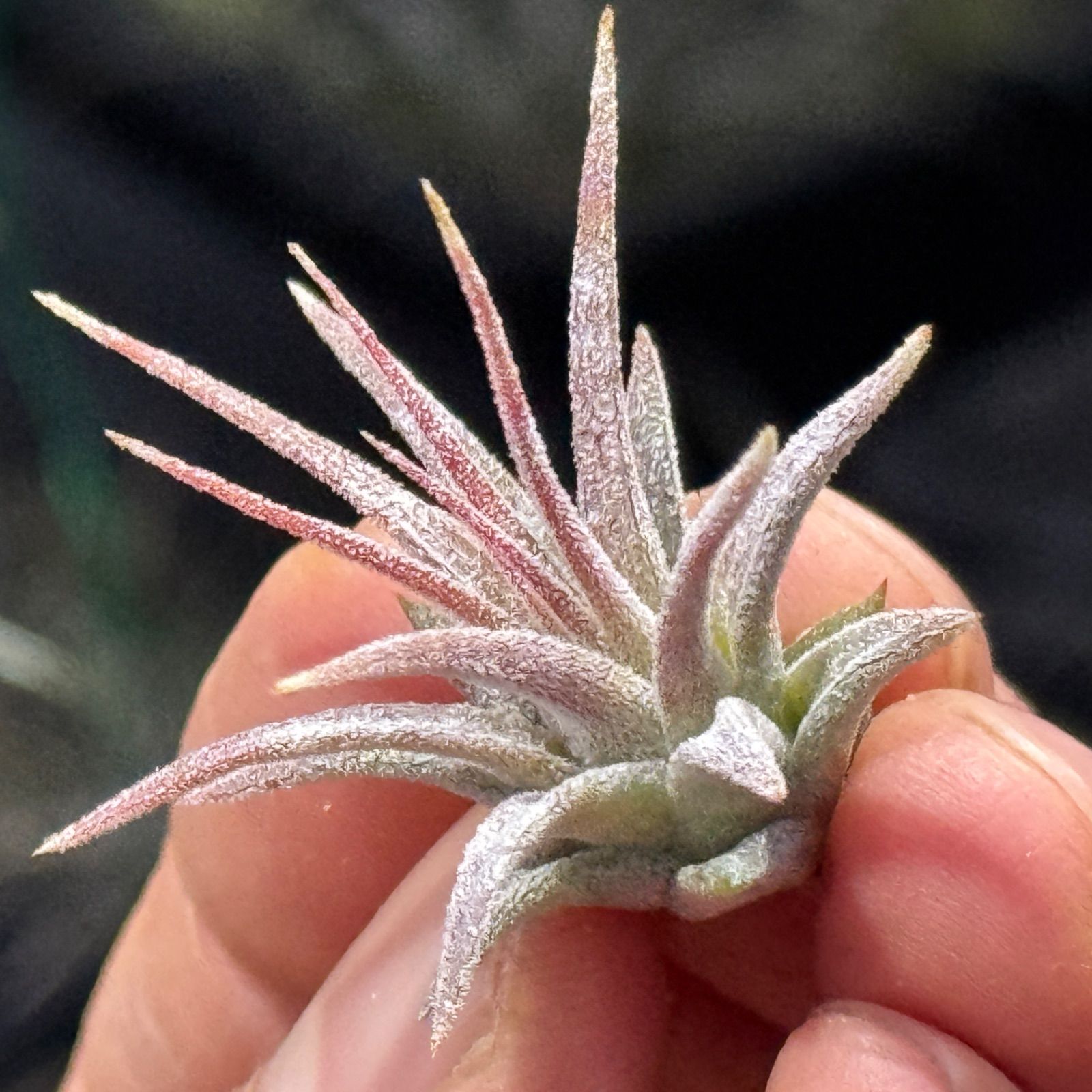 現品＊ ほんのり紅葉＊ チランジア イオナンタファイヤーオブティンコ