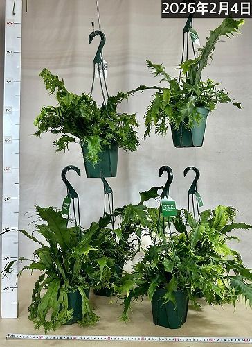 観葉植物 シダ ミクロソリウム ドラゴンウイング 5号スリット吊り鉢