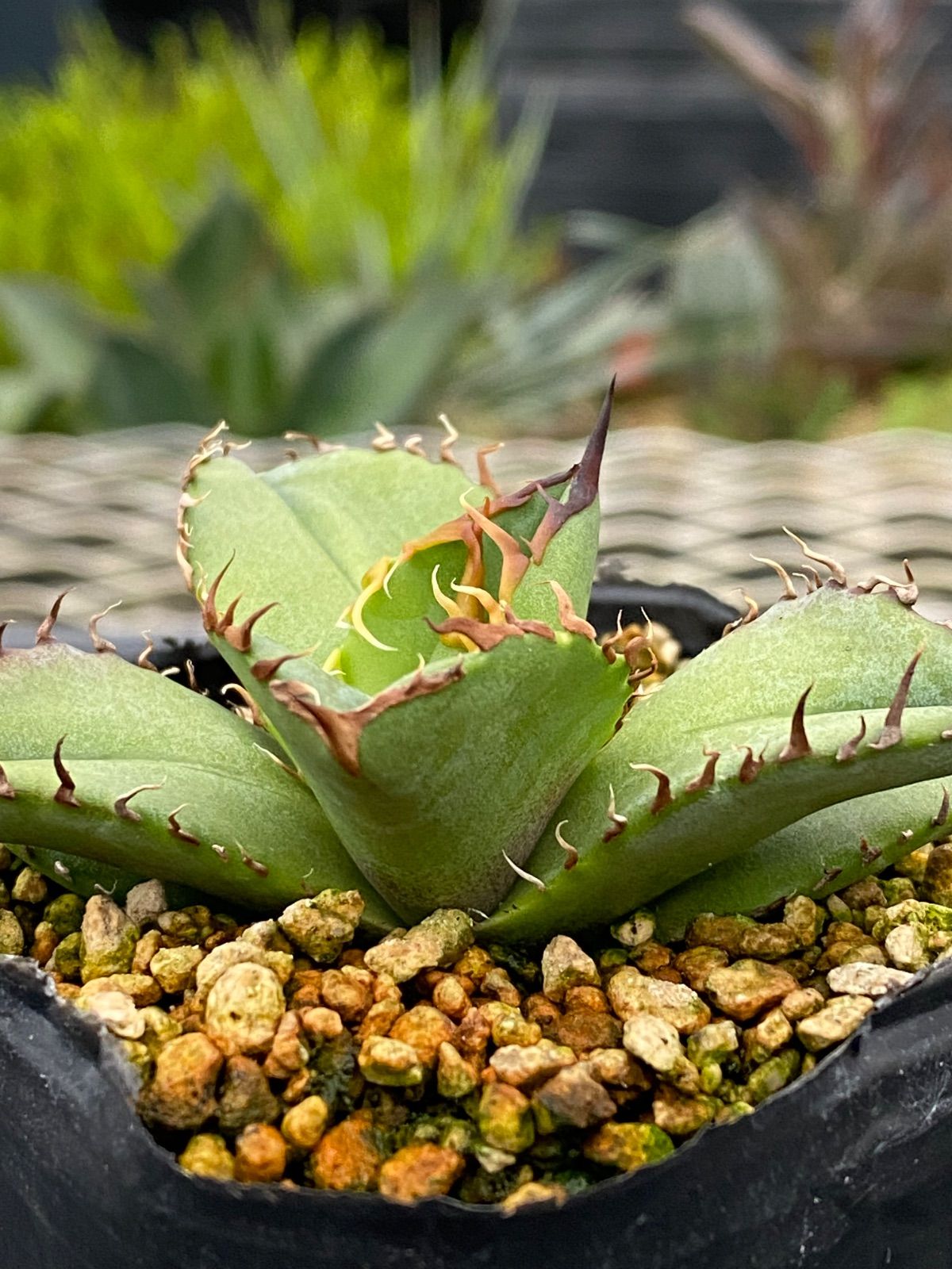 春蔵商店 オテロイ実生【today's oteroi②】2/5 - メルカリ