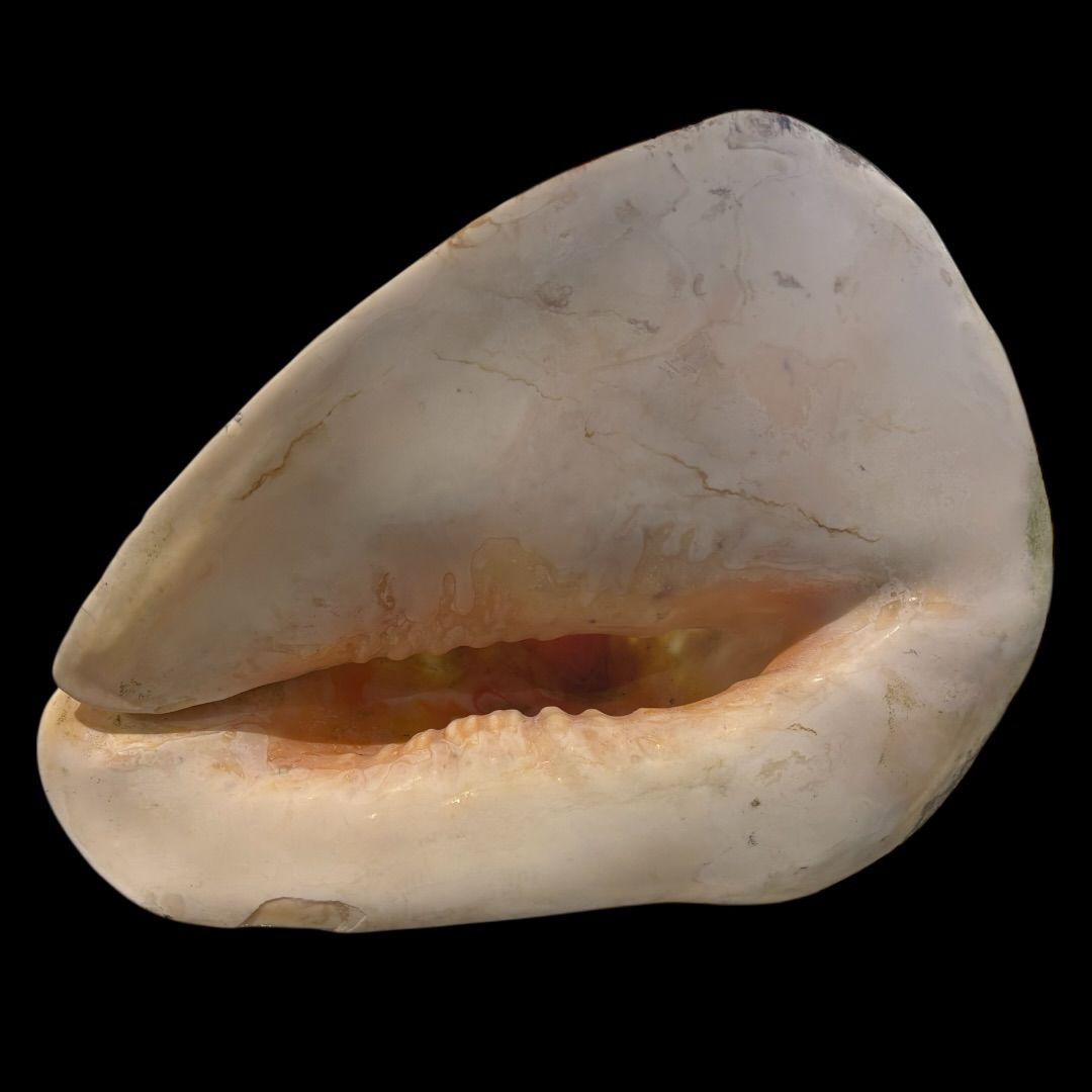 激レア!! 大きい トウカムリガイ 巻貝 インテリア 貝殻 置物 法螺貝