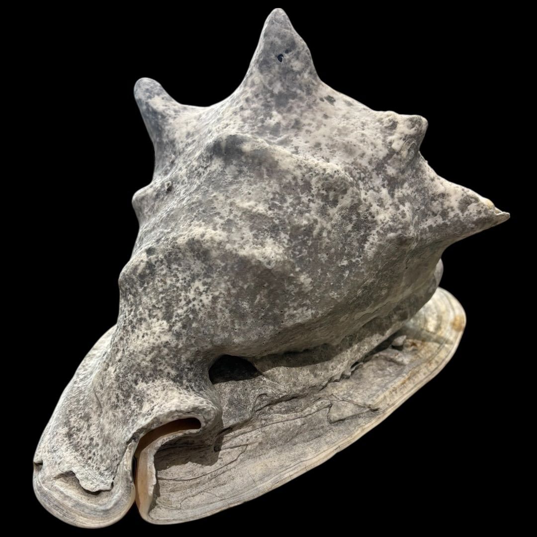 激レア!! 大きい トウカムリガイ 巻貝 インテリア 貝殻 置物 法螺貝