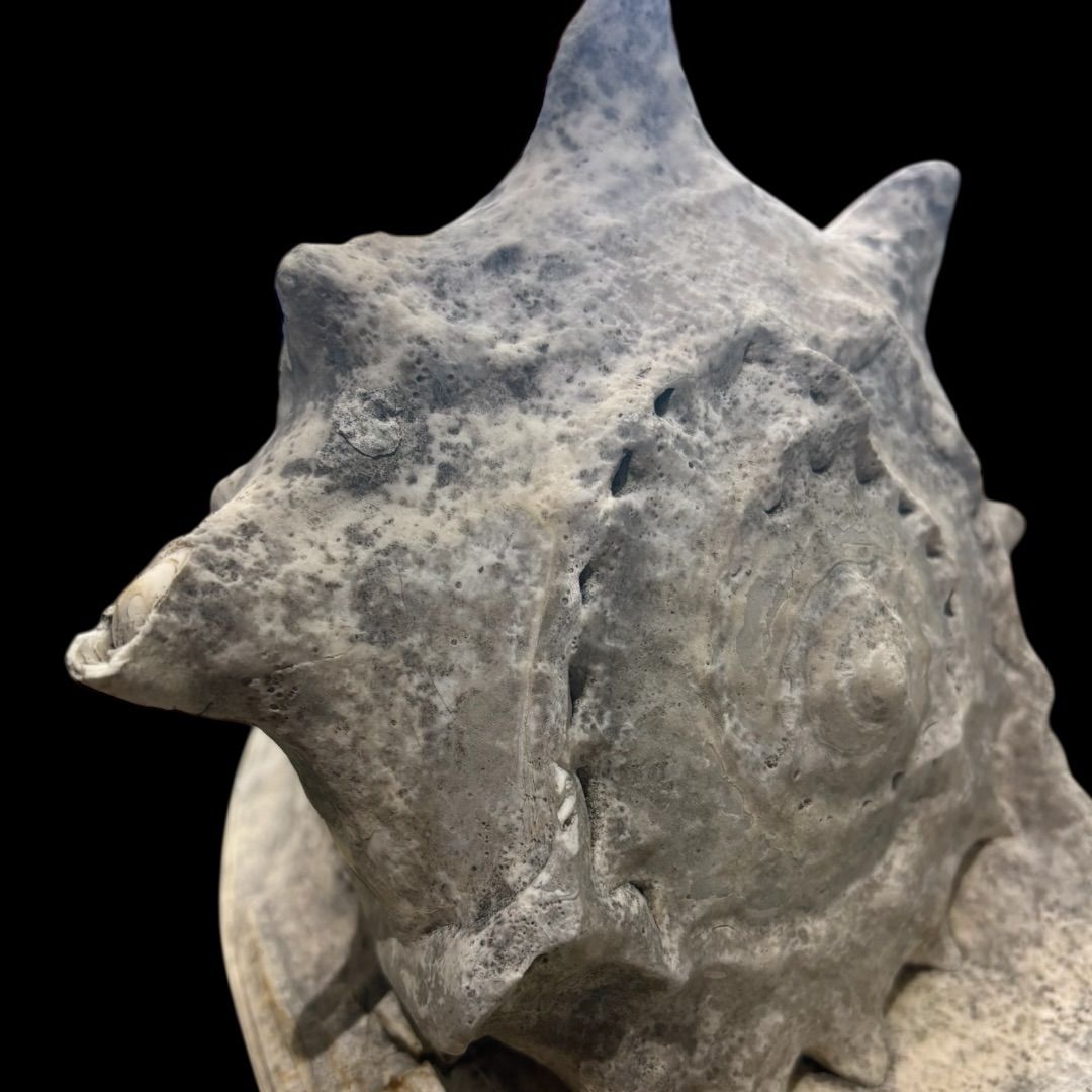 激レア!! 大きい トウカムリガイ 巻貝 インテリア 貝殻 置物 法螺貝