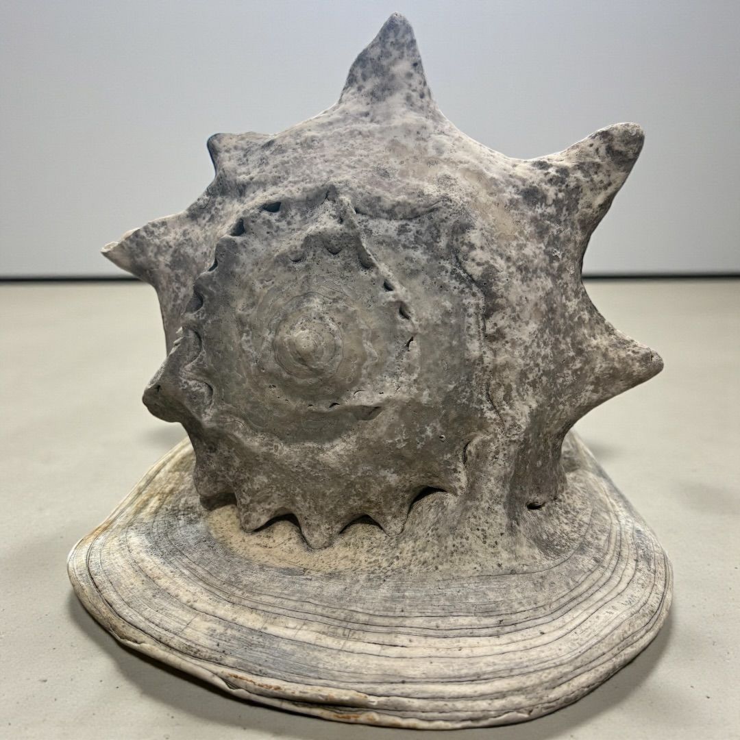 激レア!! 大きい トウカムリガイ 巻貝 インテリア 貝殻 置物 法螺貝