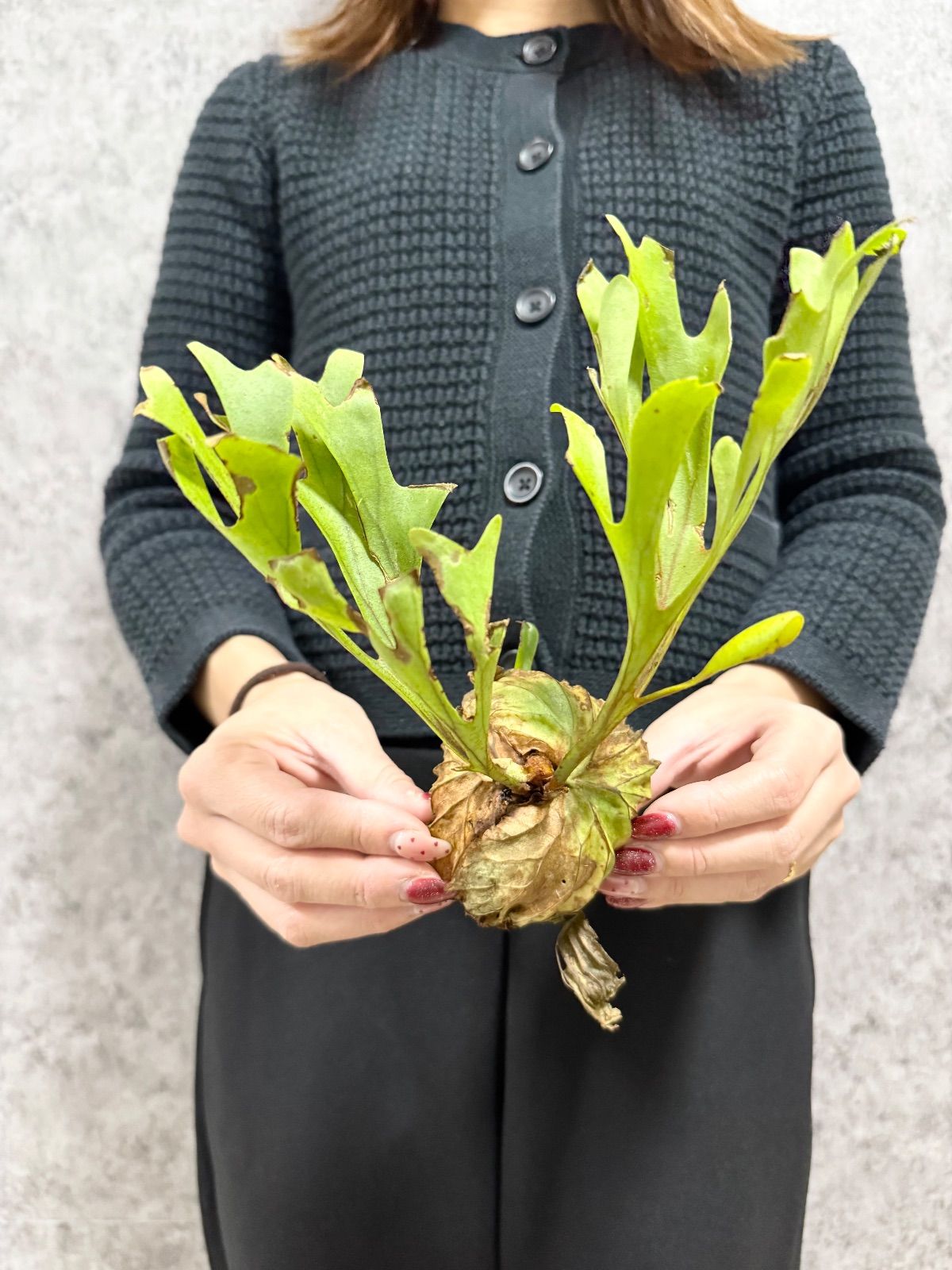 Sサイズ】B100 ▽P.ridleyi Wild from Central Borneo ▽ リドレー