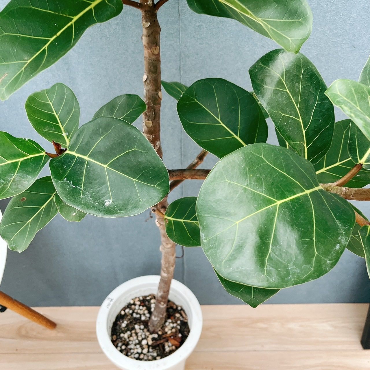 現品］【希少】F フィカス アフリカンプリンス 8号 観葉植物 室内 大型