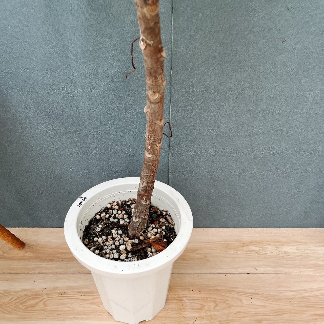 現品］【希少】F フィカス アフリカンプリンス 8号 観葉植物 室内 大型