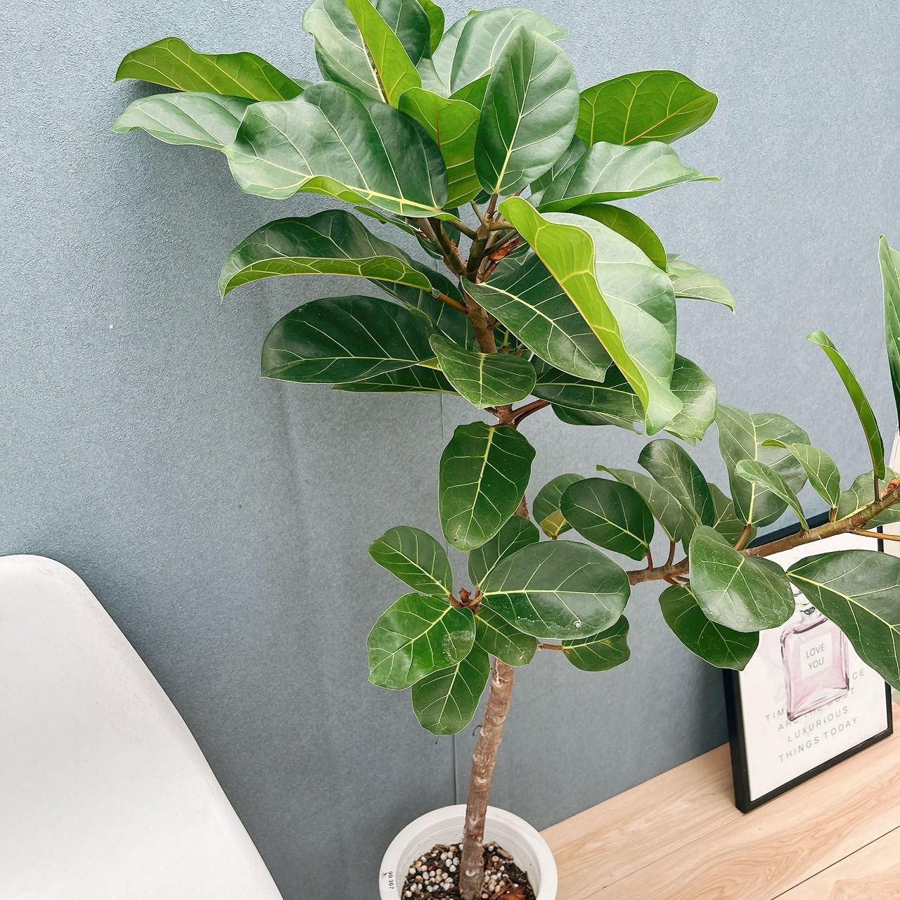 現品］【希少】F フィカス アフリカンプリンス 8号 観葉植物 室内 大型