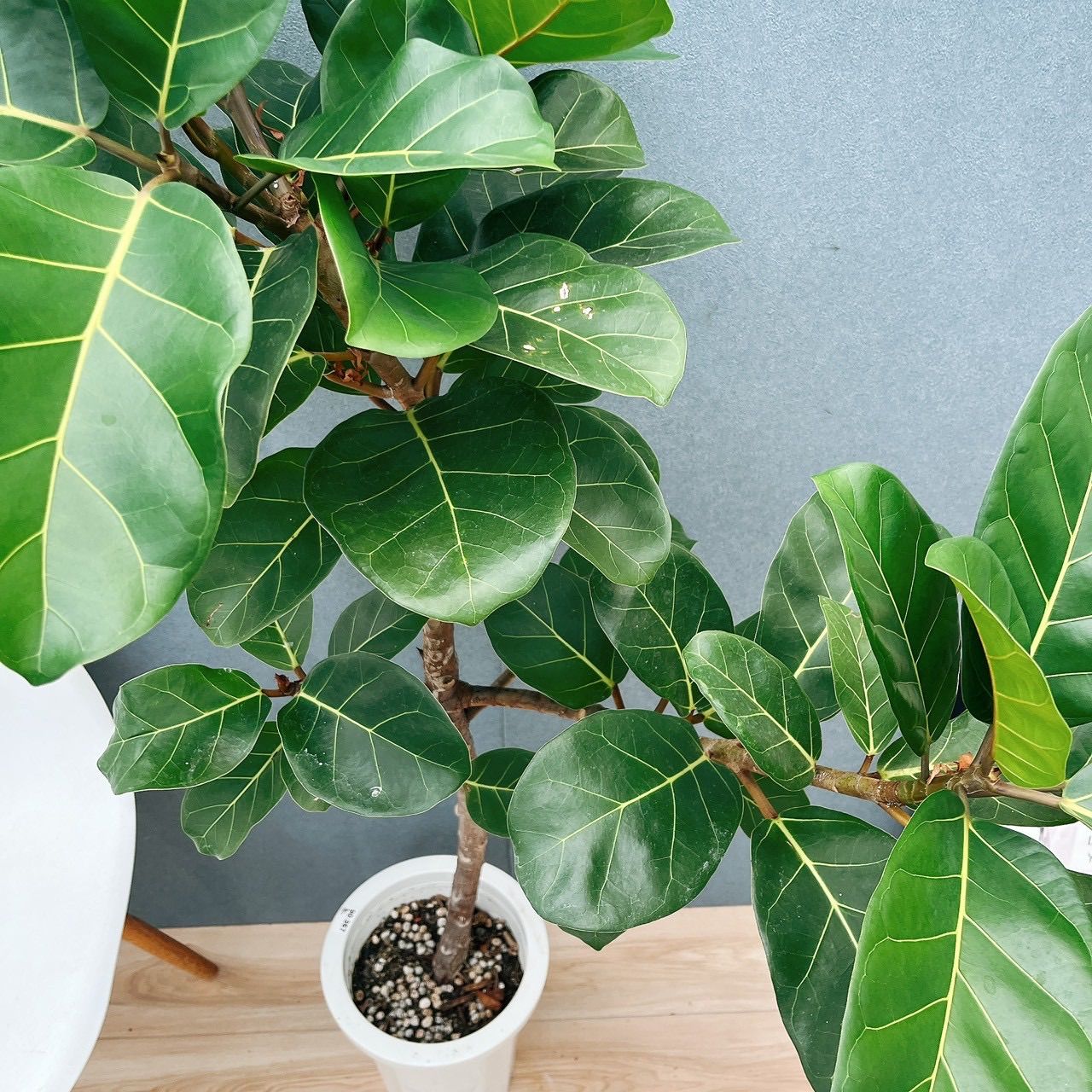 現品］【希少】F フィカス アフリカンプリンス 8号 観葉植物 室内 大型