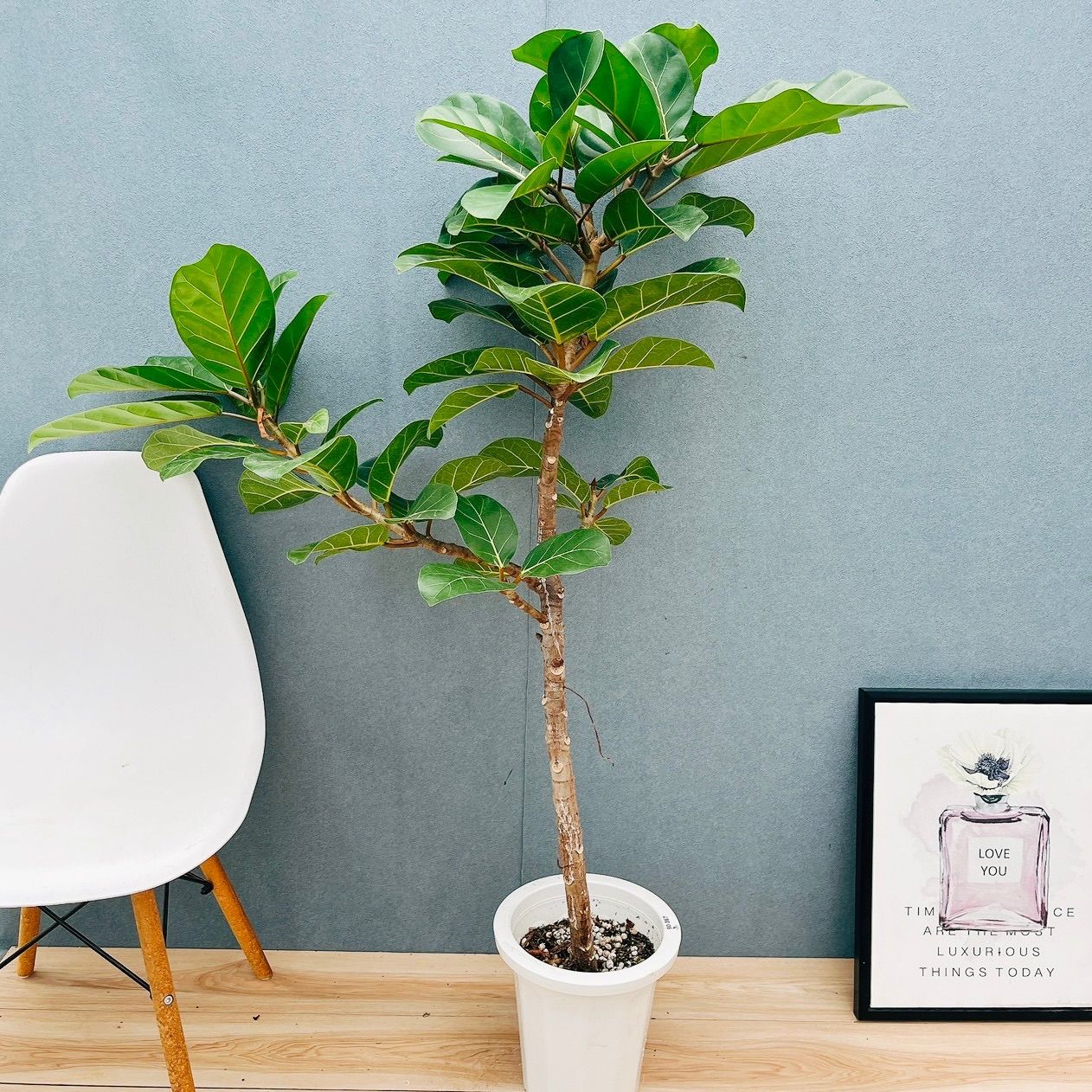 希少 フィカス アフリカンプリンス 幹太 観葉植物 大型 室内 calmcafe 現品］【希少】F フィカス アフリカンプリンス 8号 観葉植物 室内 大型