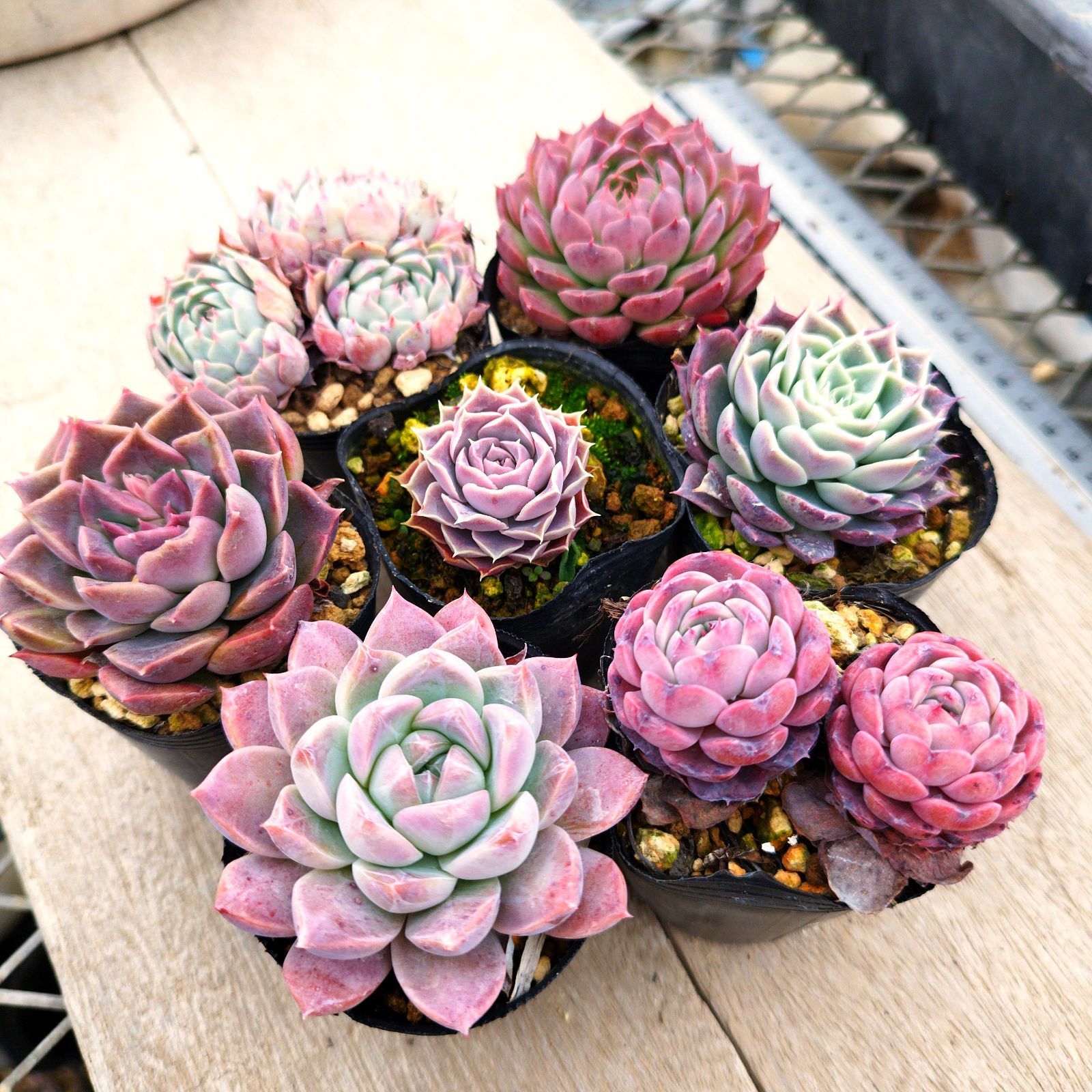 花*様専用 - メルカリ