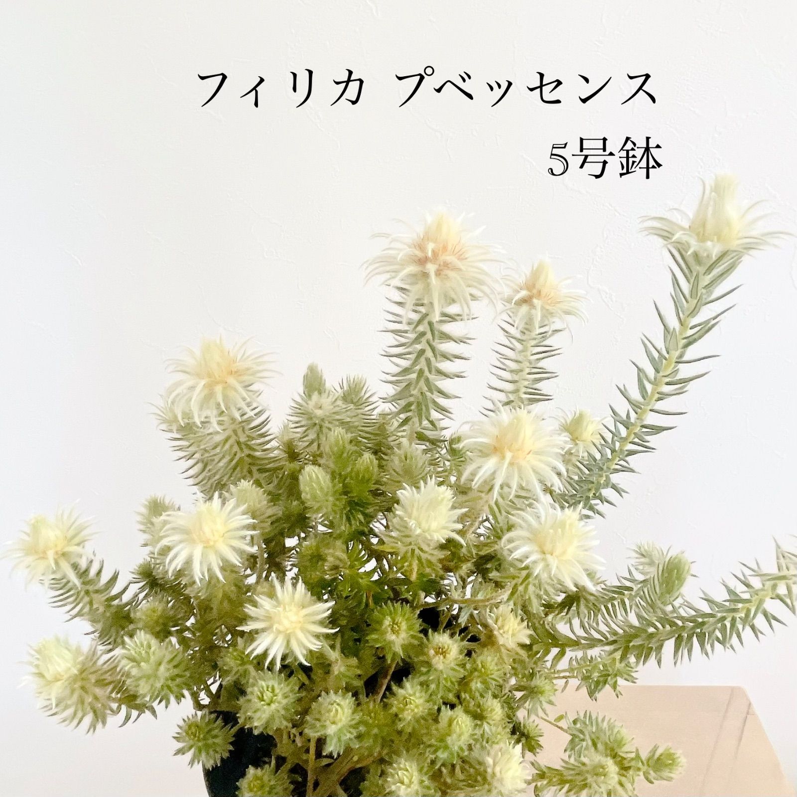 フィリカ プベッセンス 5号鉢 タグ付き 枝振りの良い個体です