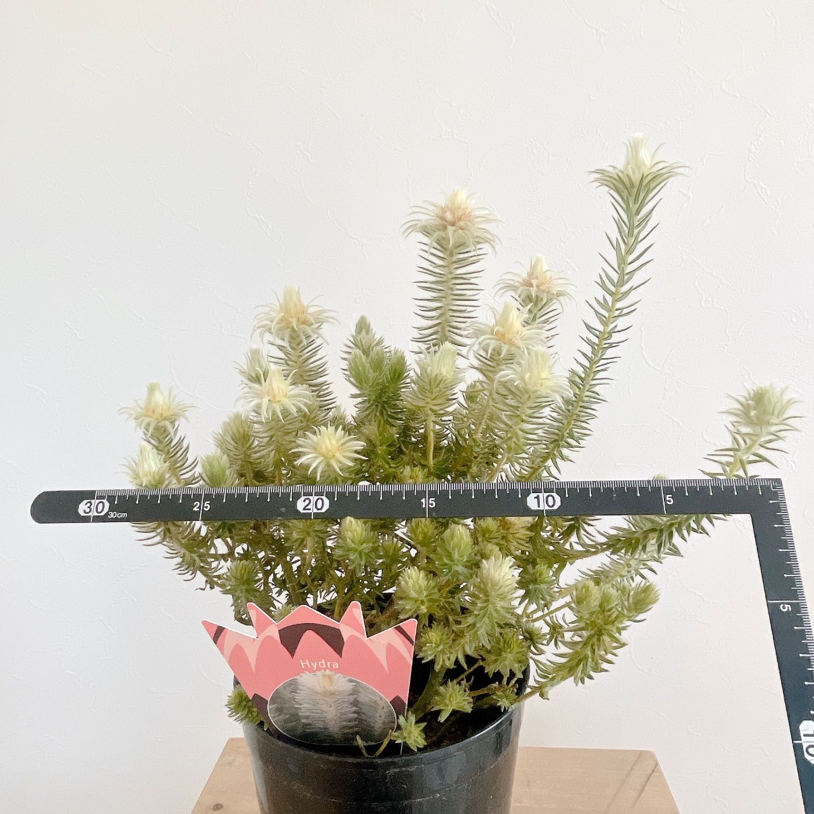 フィリカ プベッセンス 5号鉢 タグ付き 枝振りの良い個体です