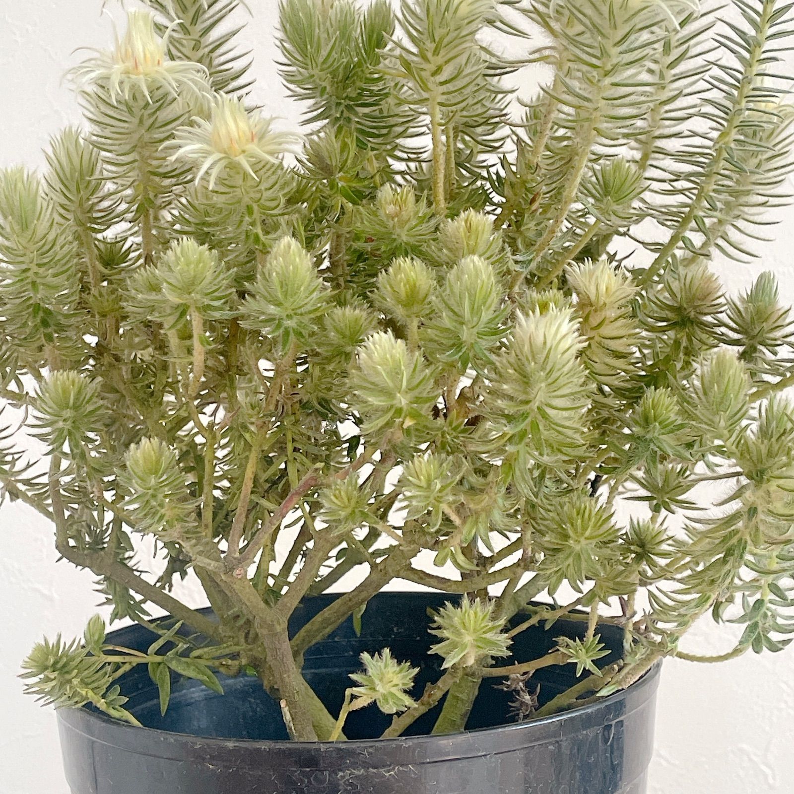 フィリカ プベッセンス 5号鉢 タグ付き 枝振りの良い個体です