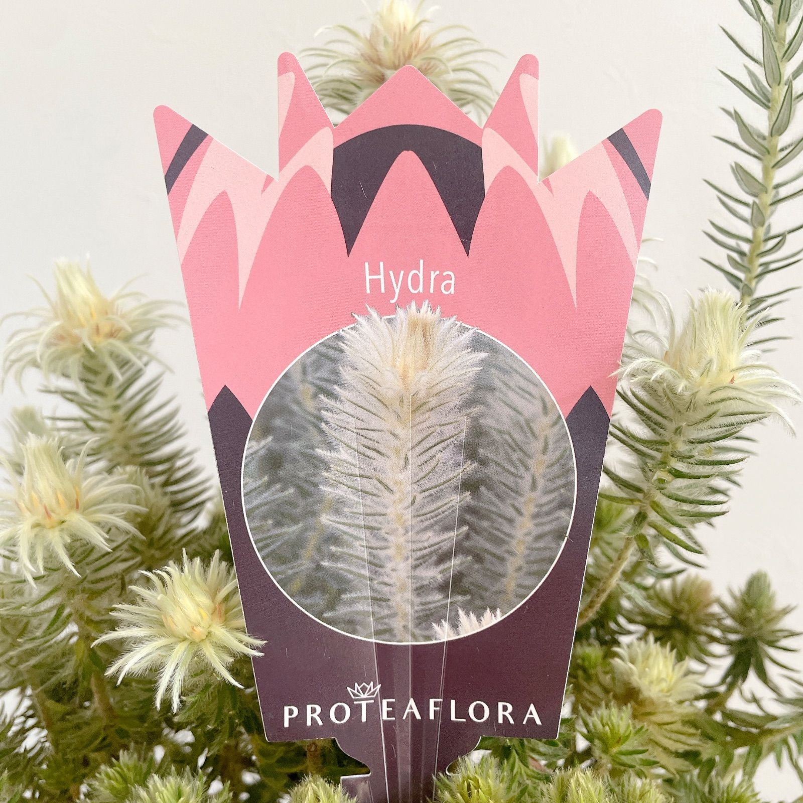 フィリカ プベッセンス 5号鉢 タグ付き 枝振りの良い個体です