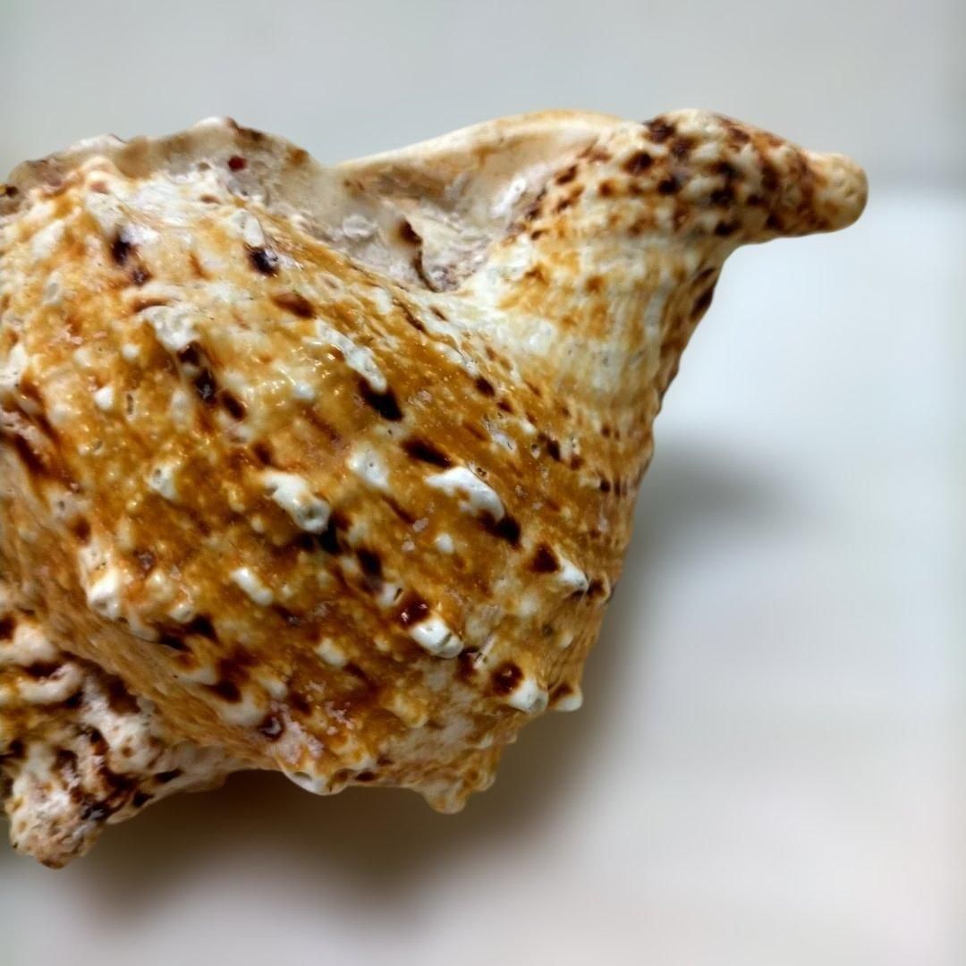 大型巻貝・貝殻標本・自然素材・ディスプレイ・海洋インテリア