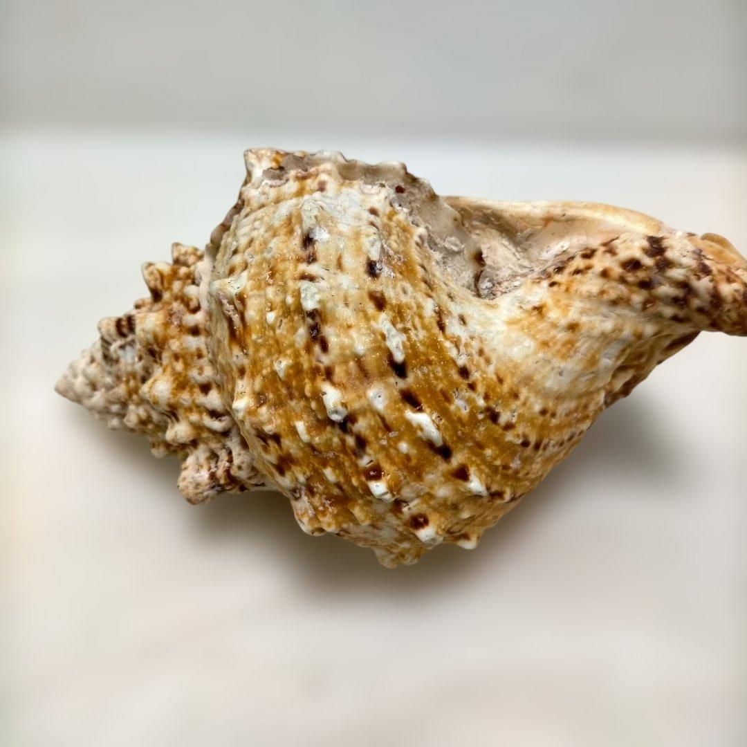 大型巻貝・貝殻標本・自然素材・ディスプレイ・海洋インテリア