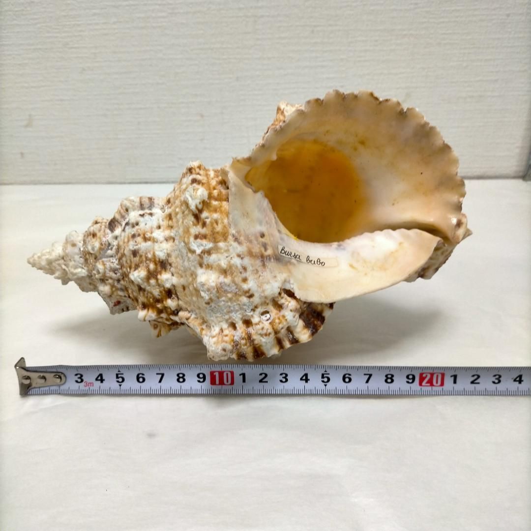 大型巻貝・貝殻標本・自然素材・ディスプレイ・海洋インテリア