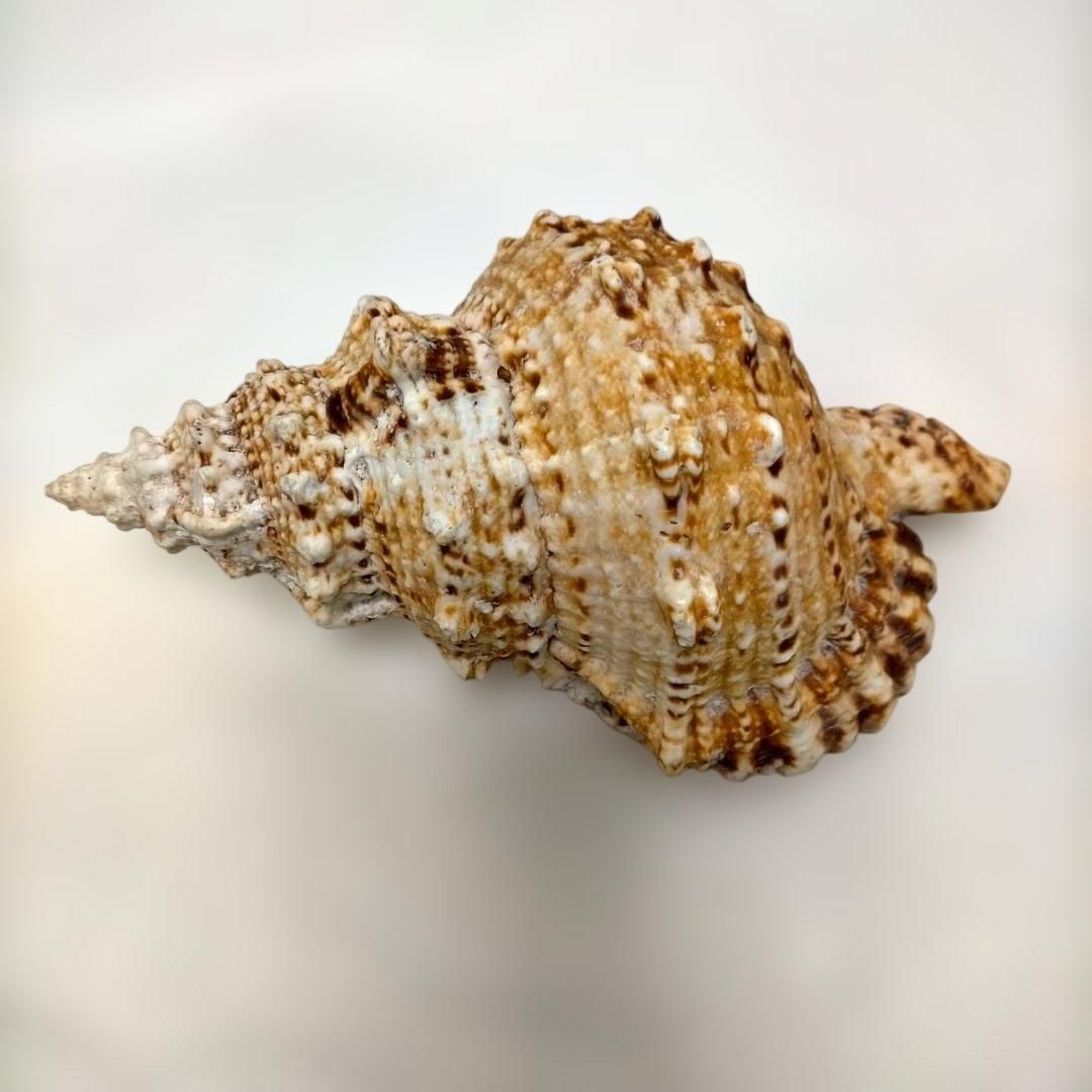 大型巻貝・貝殻標本・自然素材・ディスプレイ・海洋インテリア