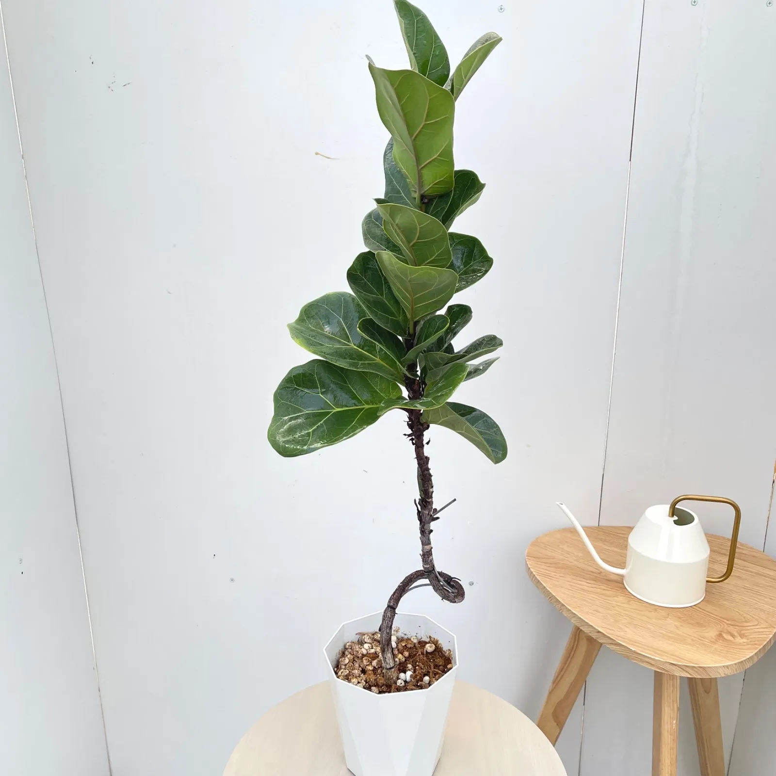 2026年最新】カシワバゴムの木の人気アイテム - メルカリ