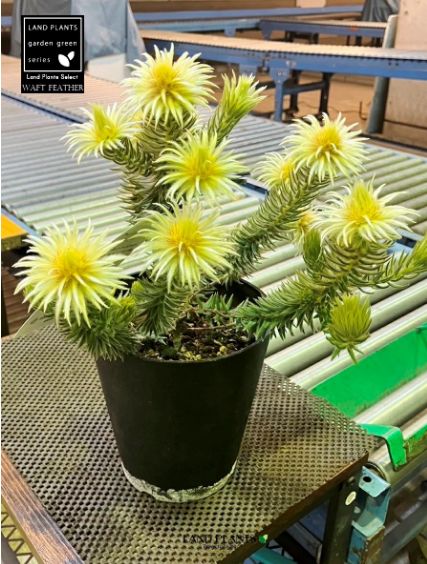 フィリカ・プベッセンス（ワフトフェザー） 5号 プラスチック鉢 1鉢