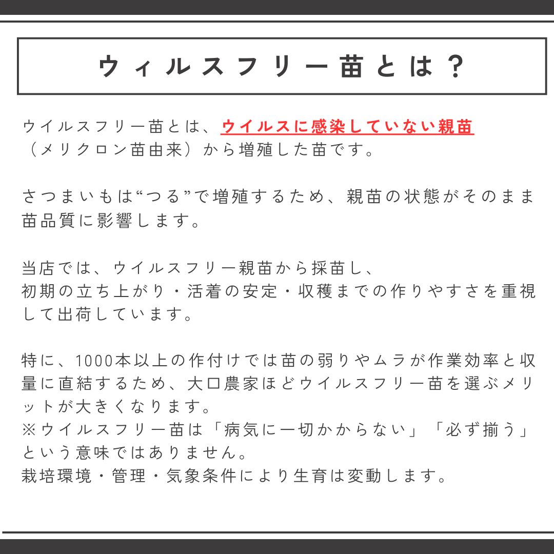 特価にて販売中！！ ウィルスフリーさつま苗 安納べに 300本 - メルカリ