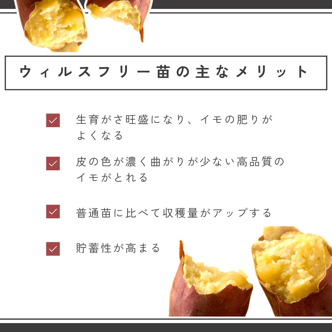 さつまいも苗 サツマイモ苗 あまはづき 50本 ウィルスフリー苗 特価