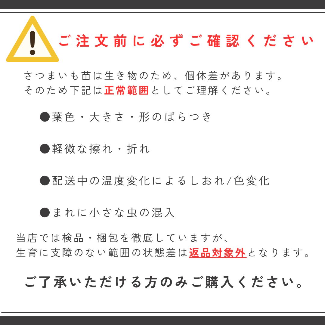 さつまいも苗 サツマイモ苗 あまはづき 50本 ウィルスフリー苗 特価