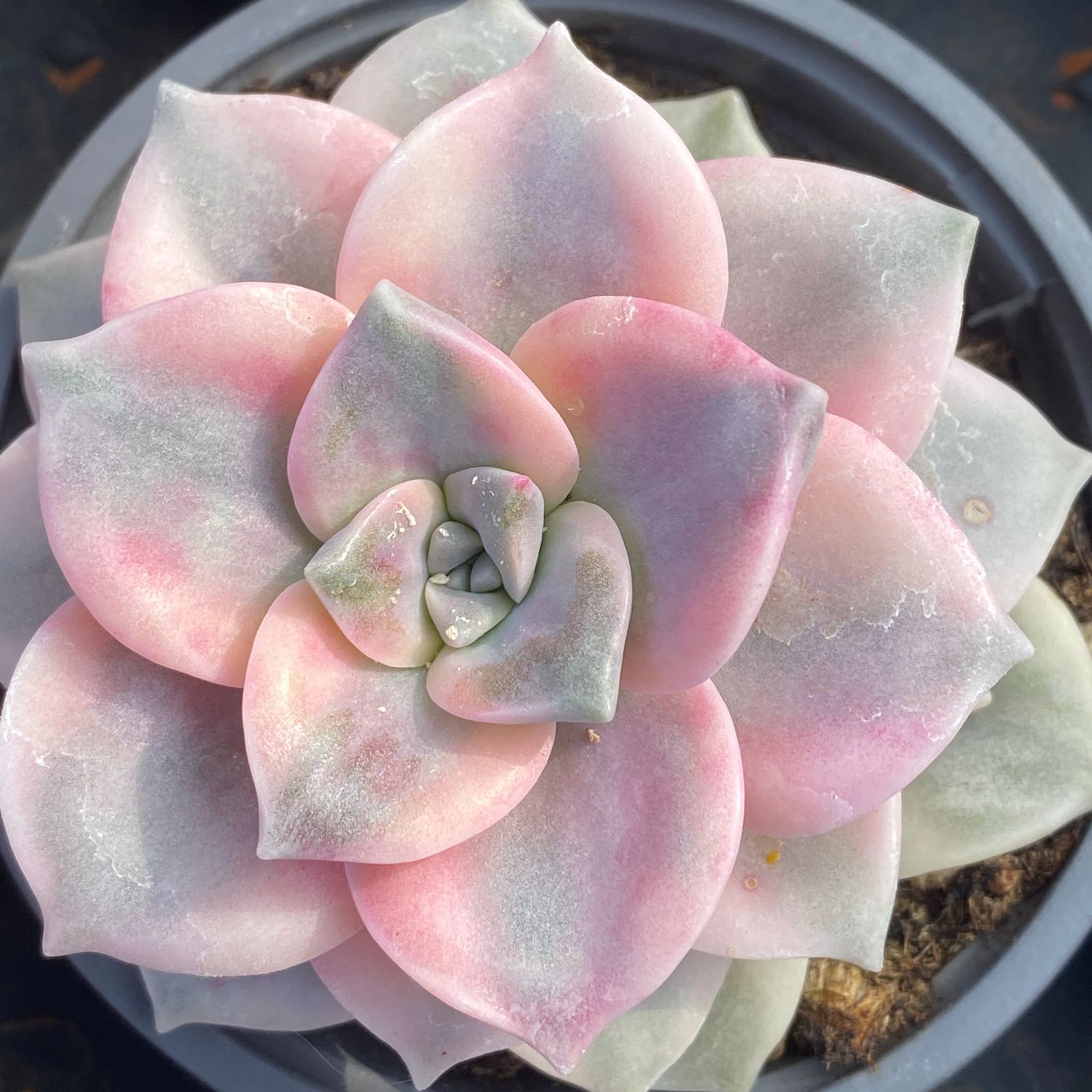 20株の抜き苗セット】パープルディライト錦 多肉植物 佐川急便発送