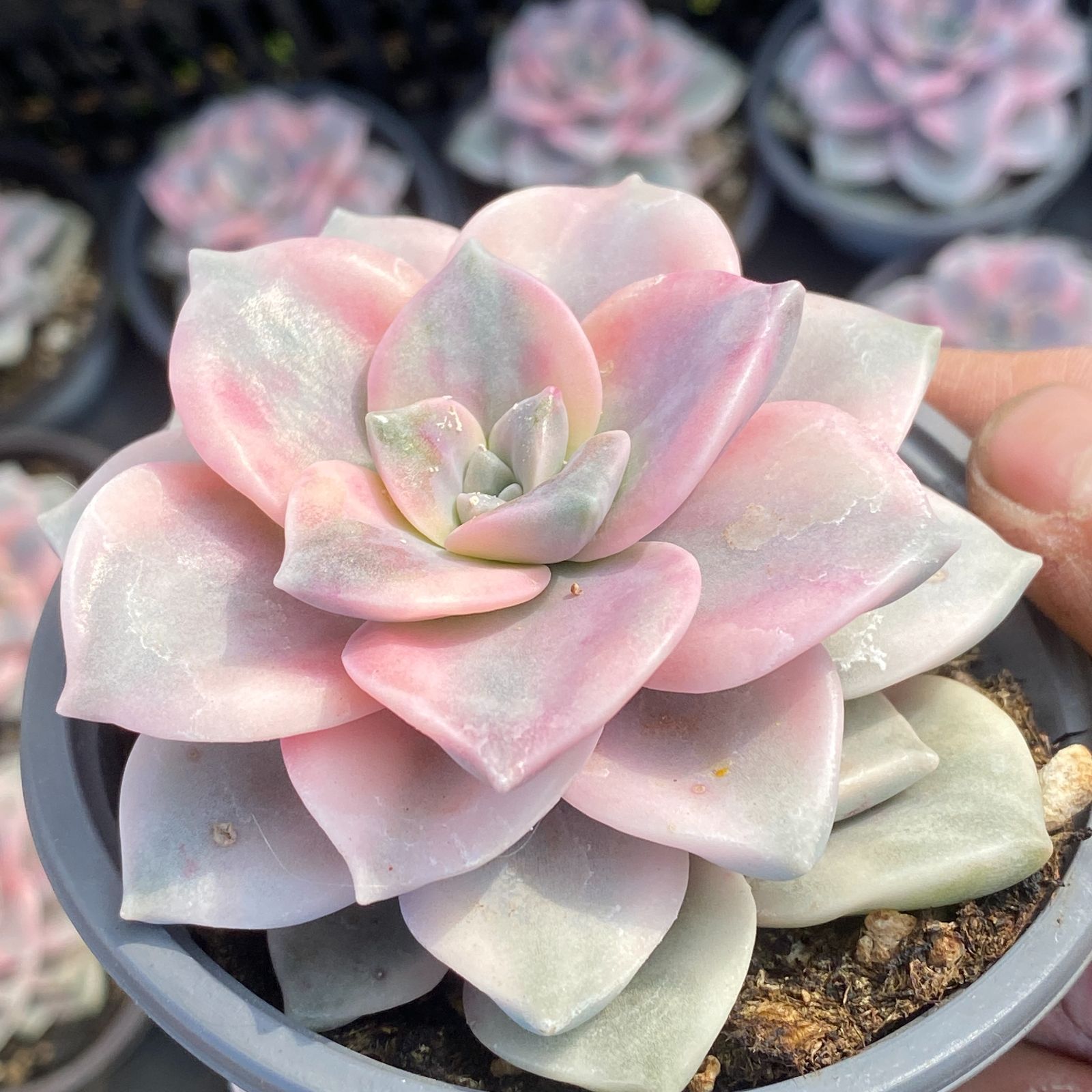 20株の抜き苗セット】パープルディライト錦 多肉植物 佐川急便発送