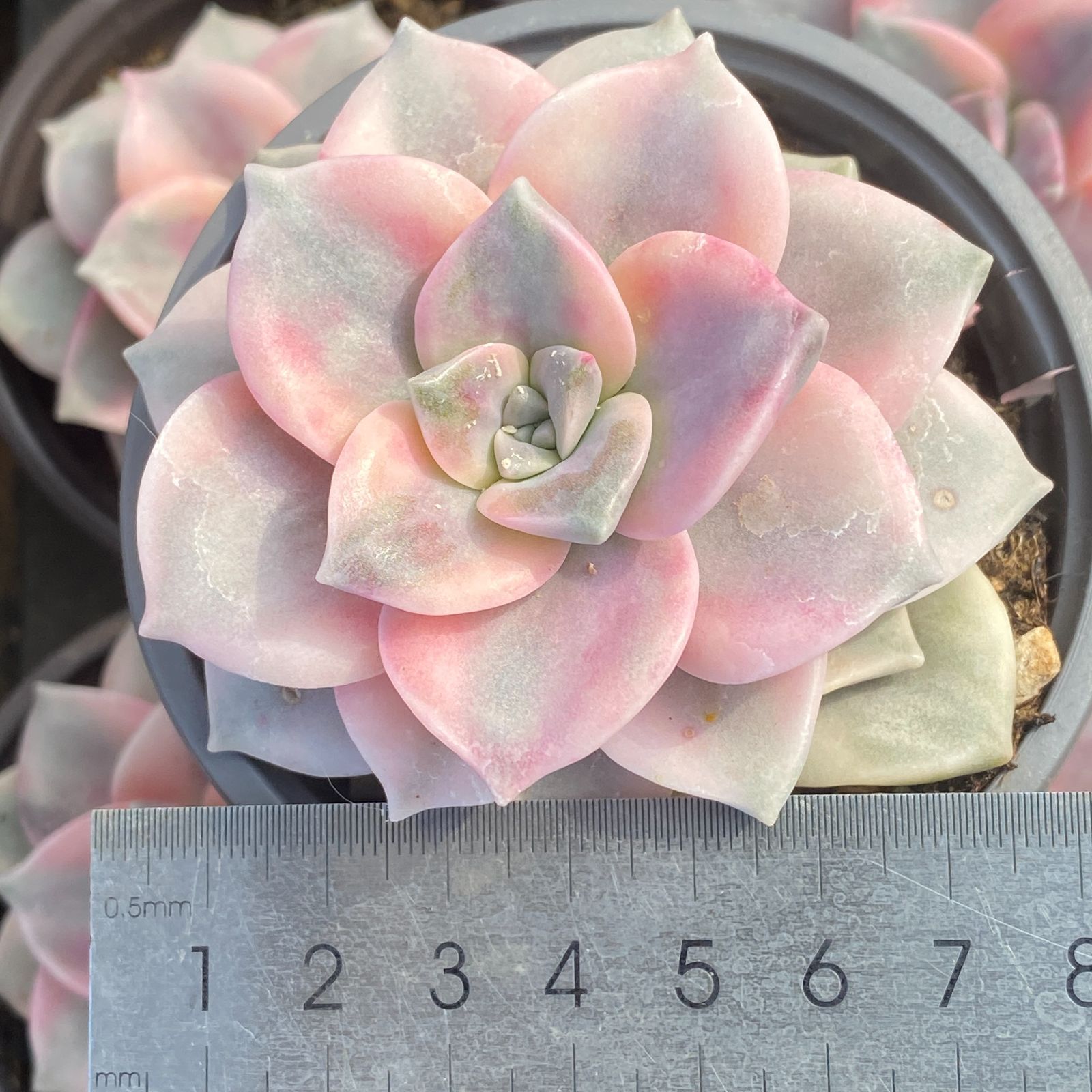 20株の抜き苗セット】パープルディライト錦 多肉植物 佐川急便発送