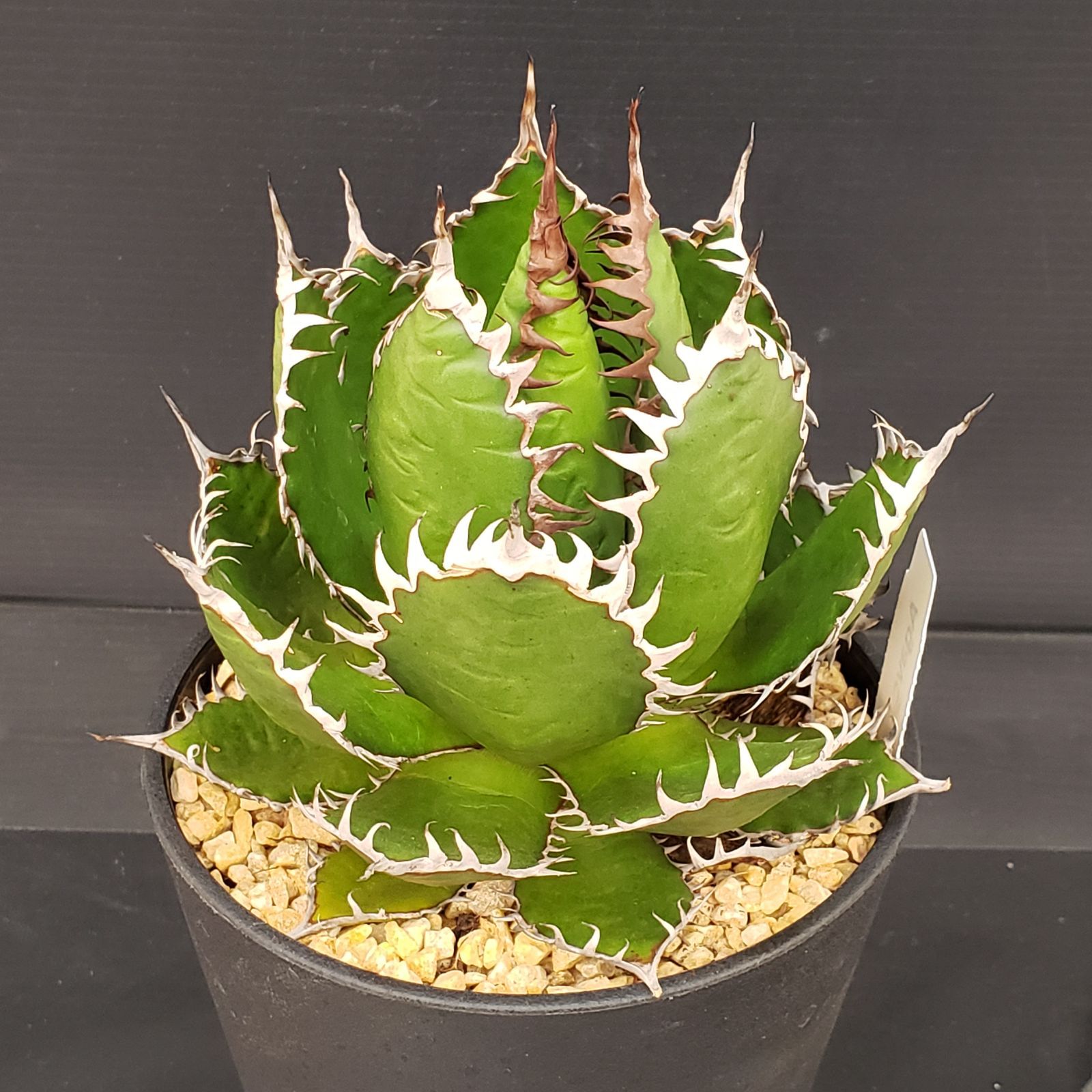 N482【シン入荷！】アガベ ホリダ（鉢植え）【多肉植物P】 - メルカリ