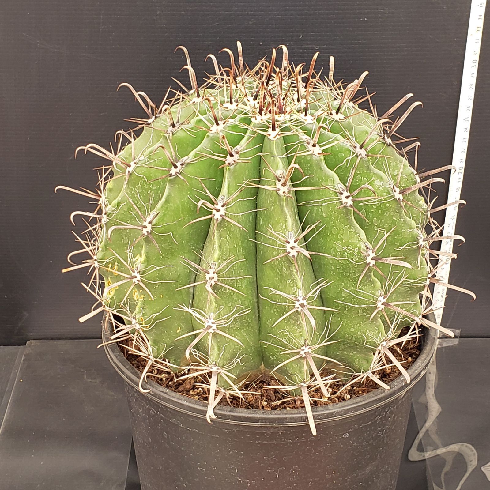 N486【シン入荷！】フェロカクタス 半島玉 9寸（鉢植え）【多肉植物P