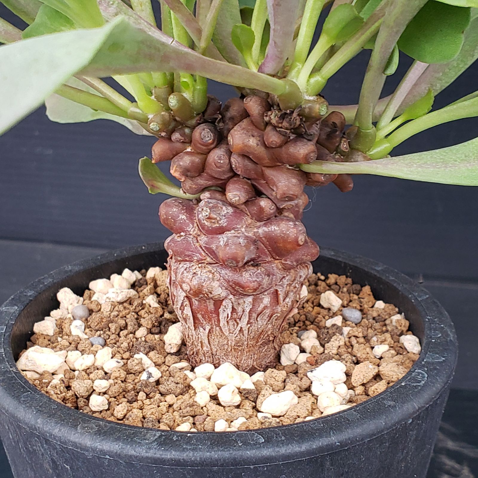 N489【自社養生株】オトンナ ヘレー（発根株・鉢植え）【塊根植物